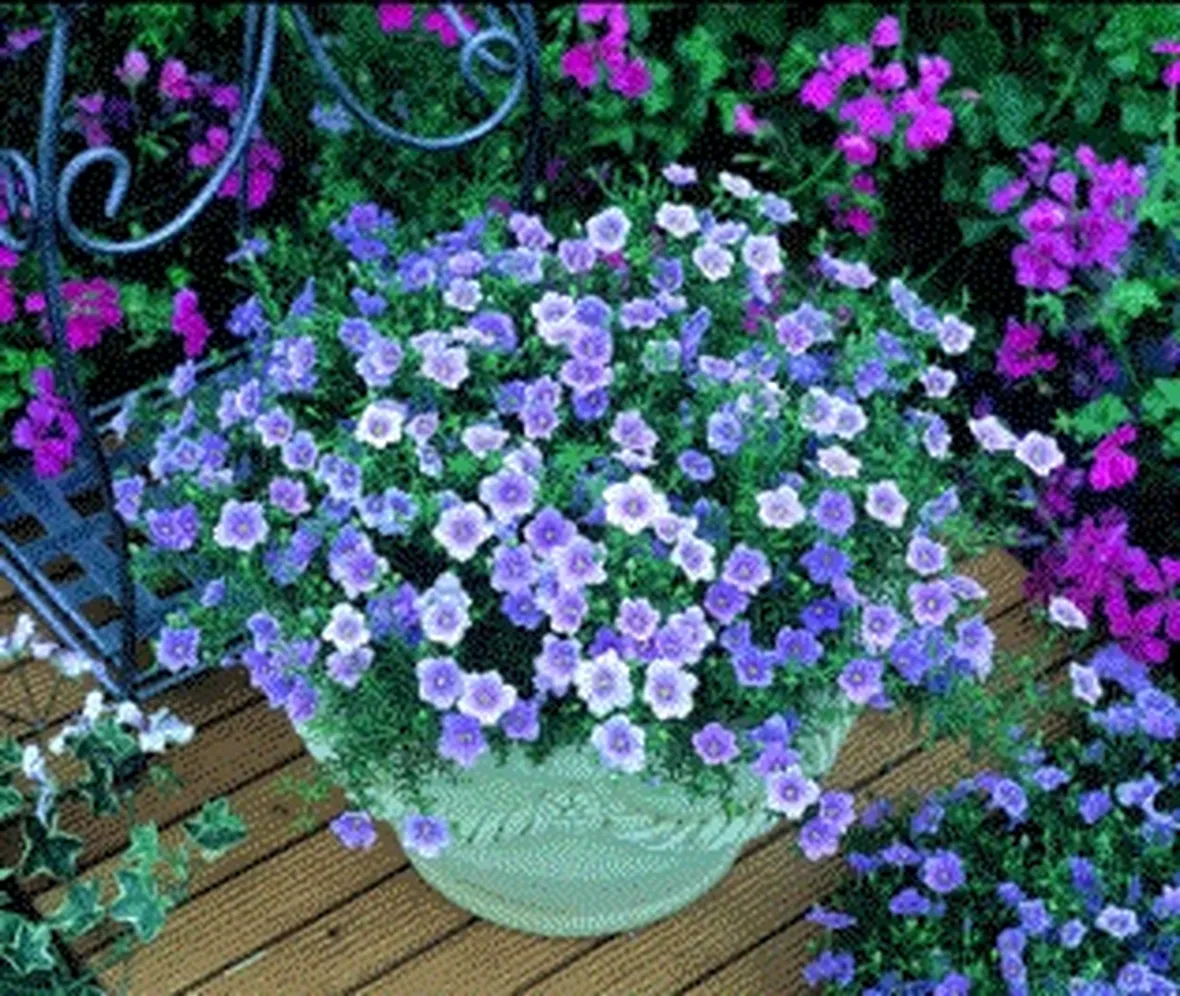 fiori per terrazzo