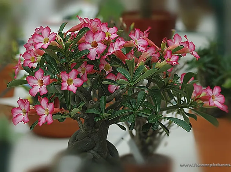 fiori per tutti i santi-3