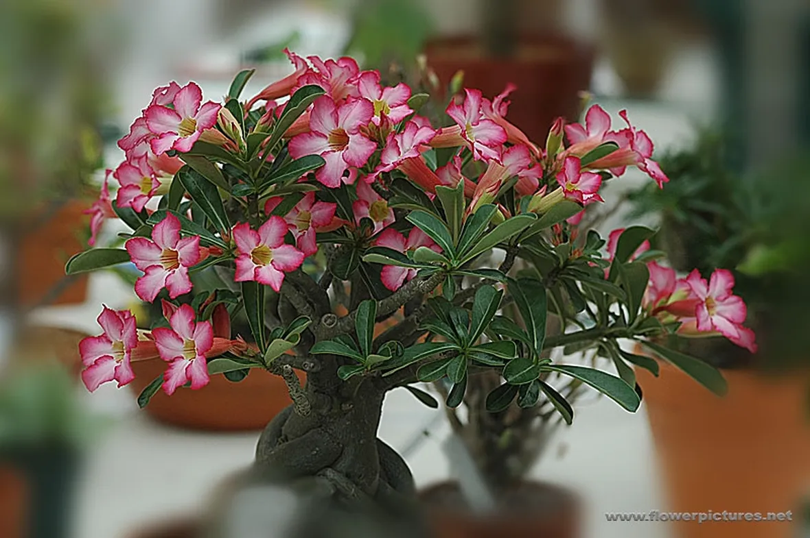 fiori per tutti i santi-3