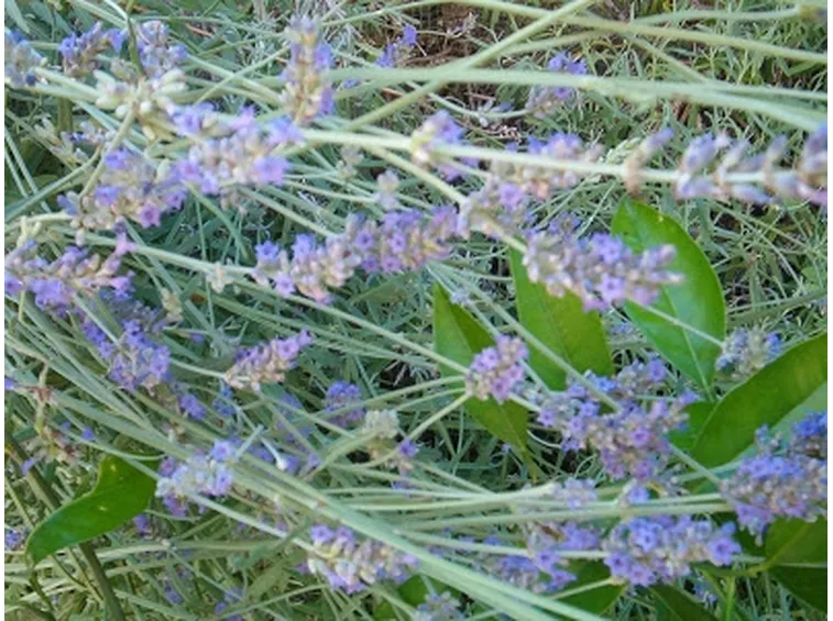 fiori primaverili
