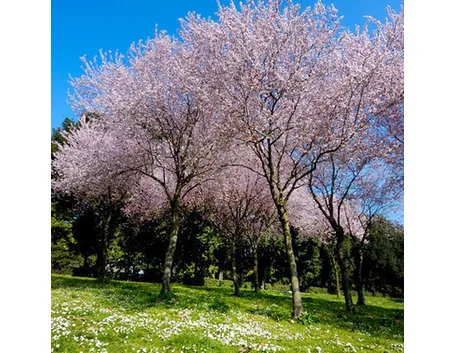 fiori roma