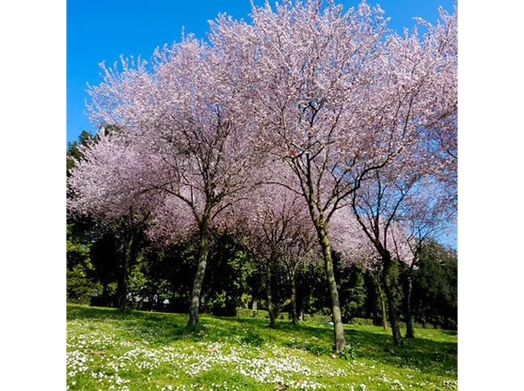 fiori roma