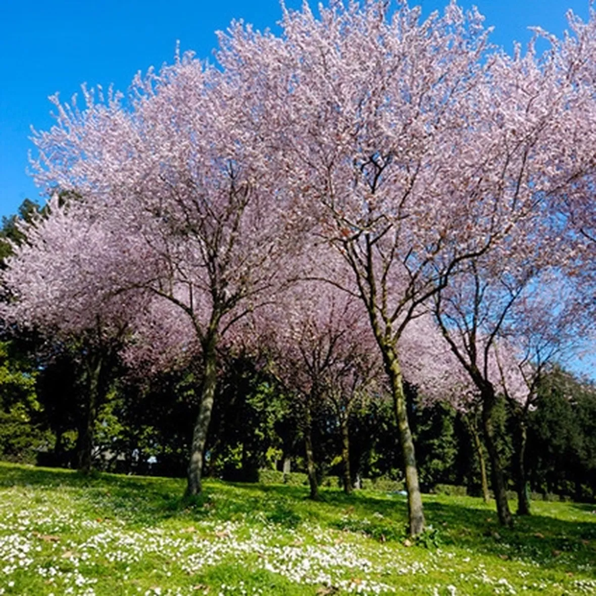 fiori roma