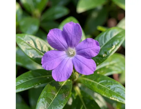 fiori secchi composizioni