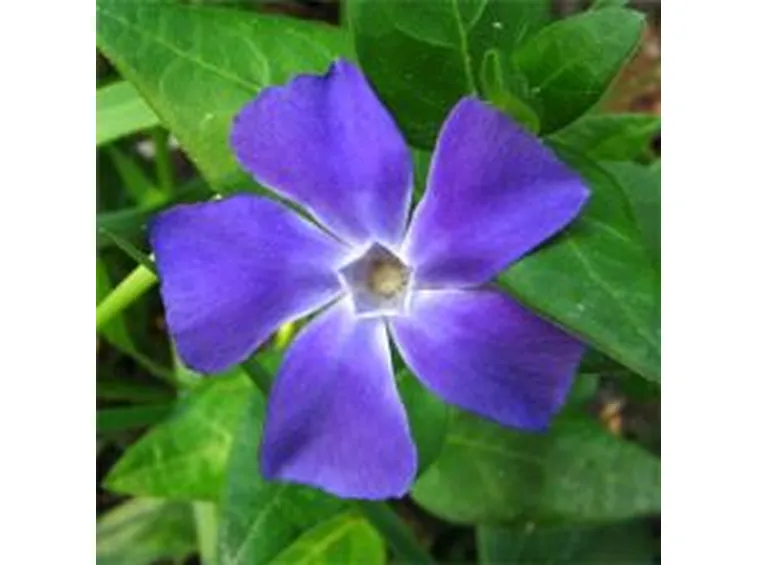 fiori secchi composizioni
