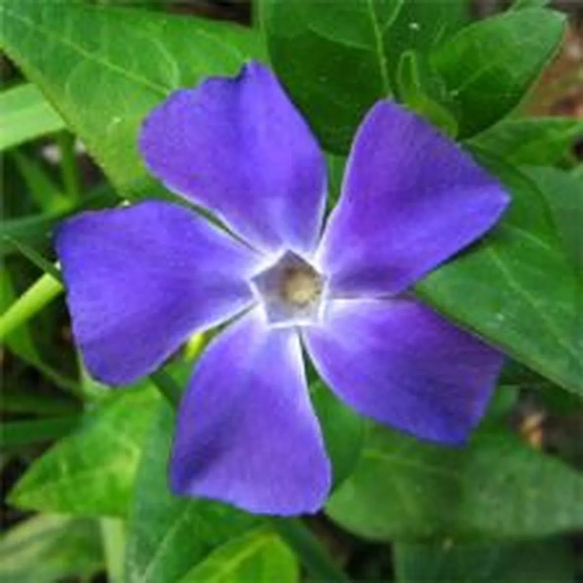 fiori secchi composizioni