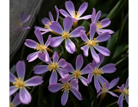 fiori stilizzati