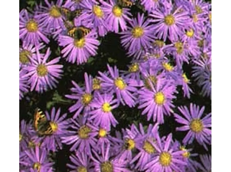 fiori stilizzati