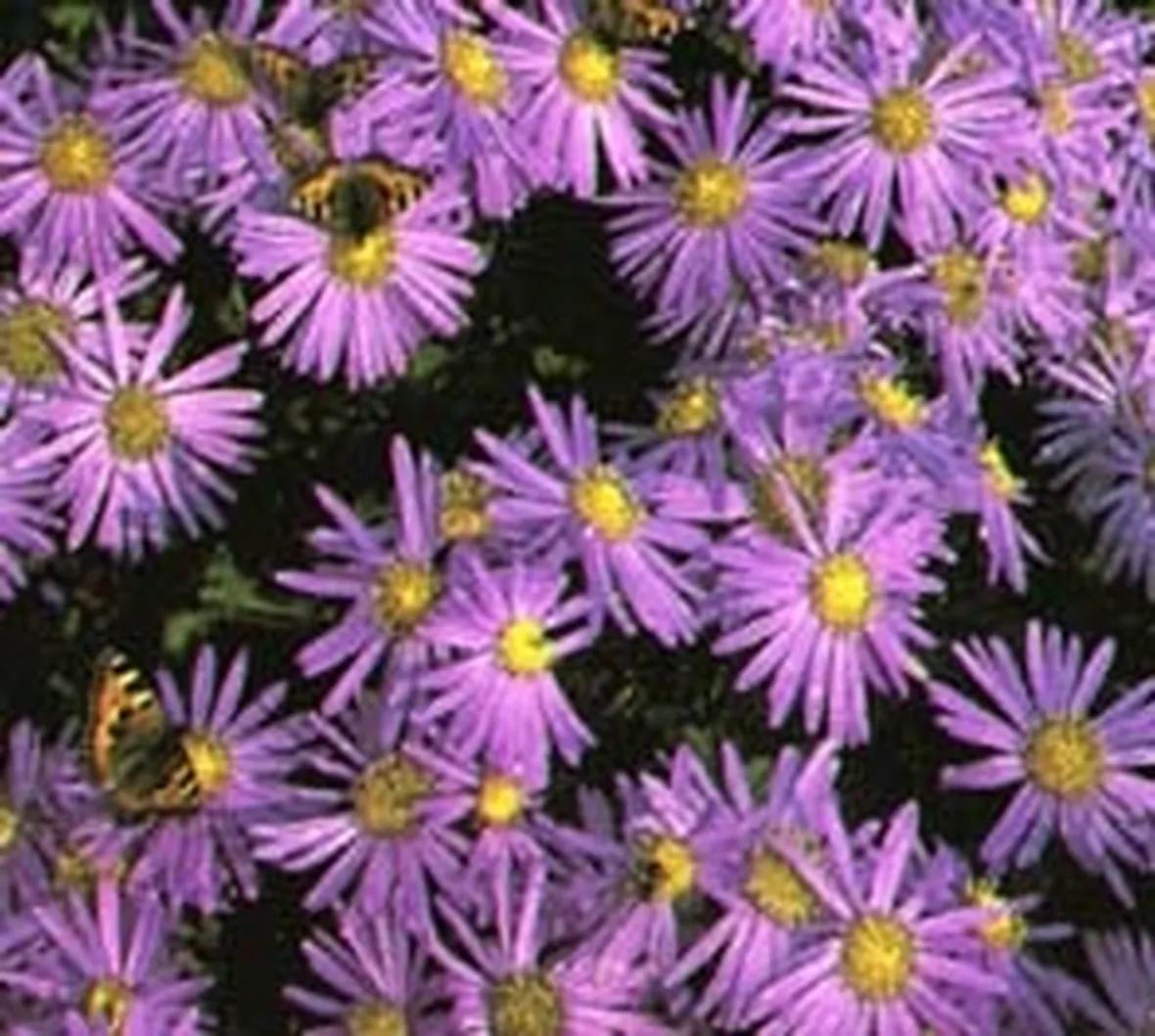 fiori stilizzati