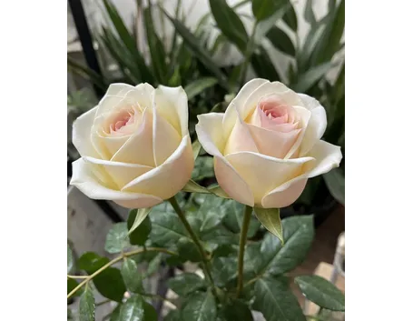 fiori un elenco