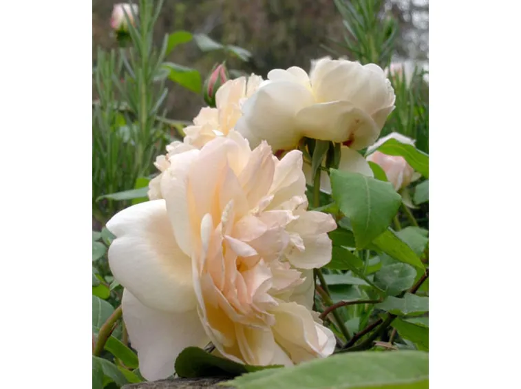 fiori un elenco