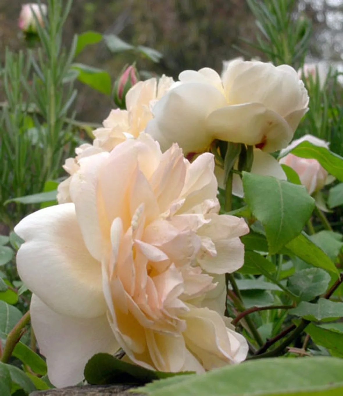 fiori un elenco