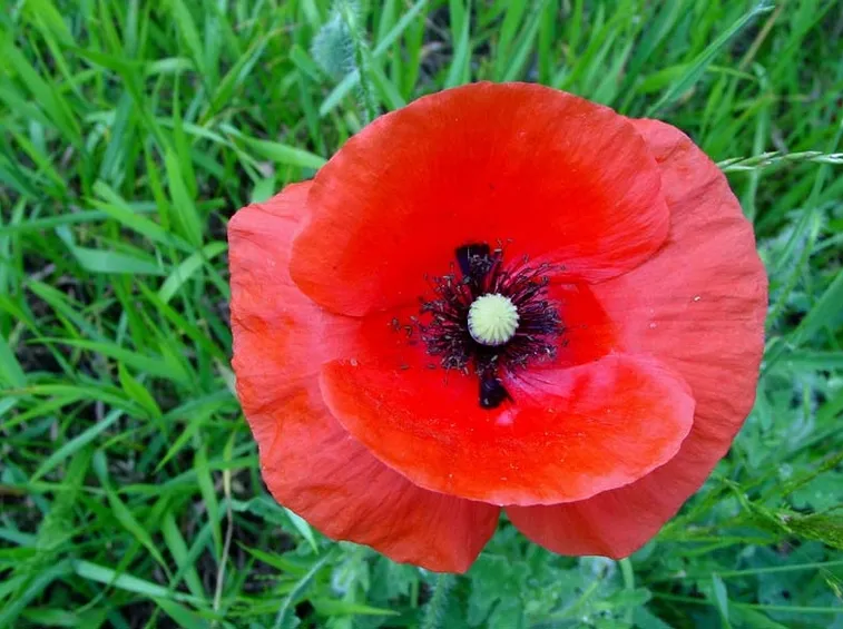 Fioritura del papavero rosso 