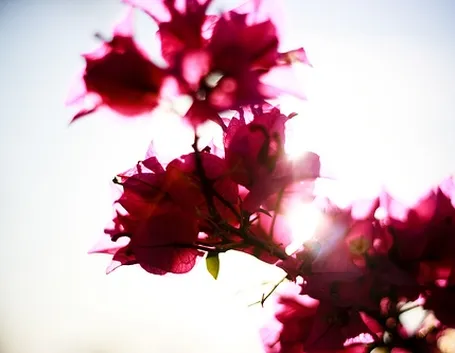 foto mazzi di fiori