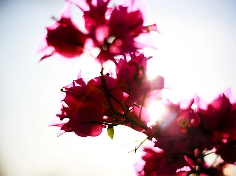 foto mazzi di fiori