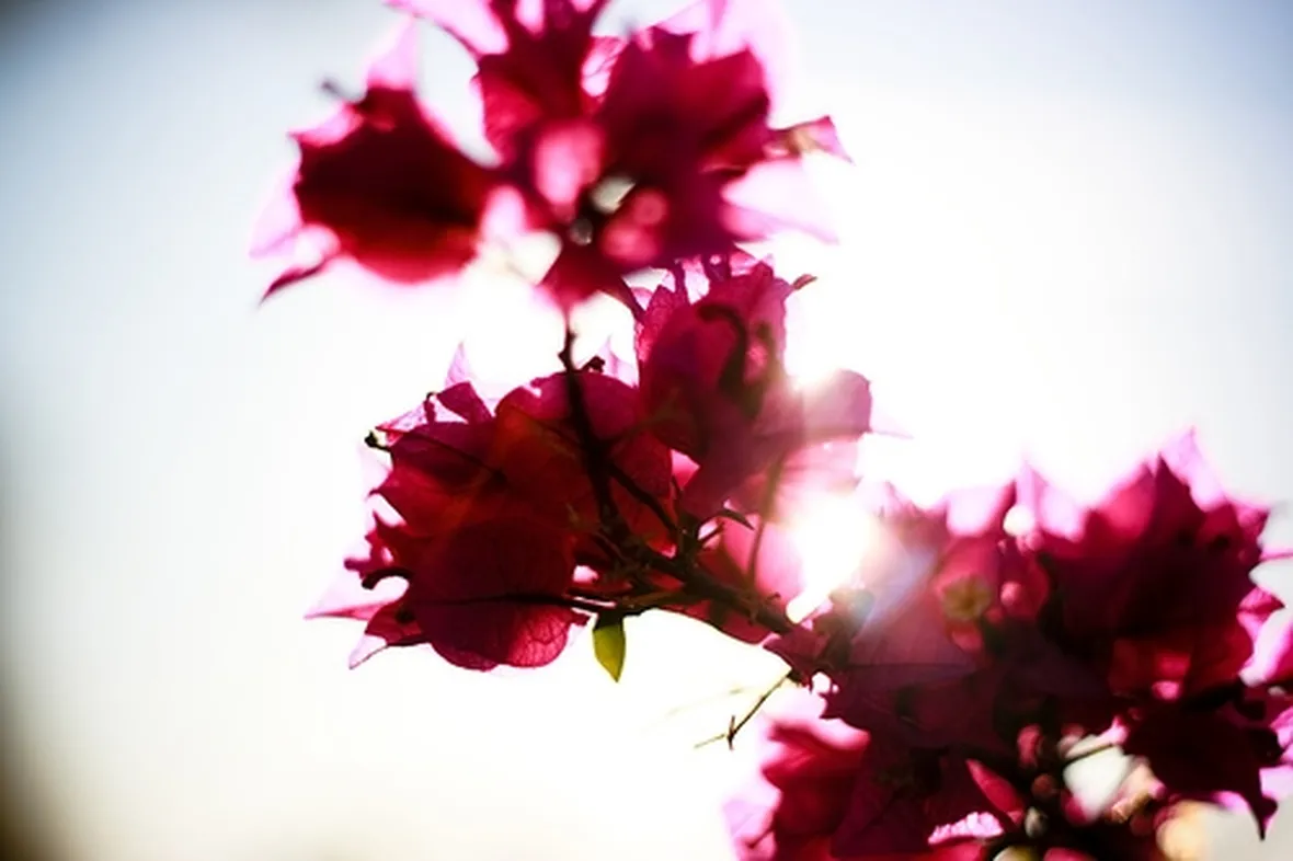 foto mazzi di fiori