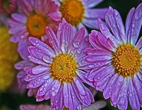 fotografie fiori