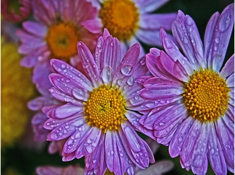 fotografie fiori