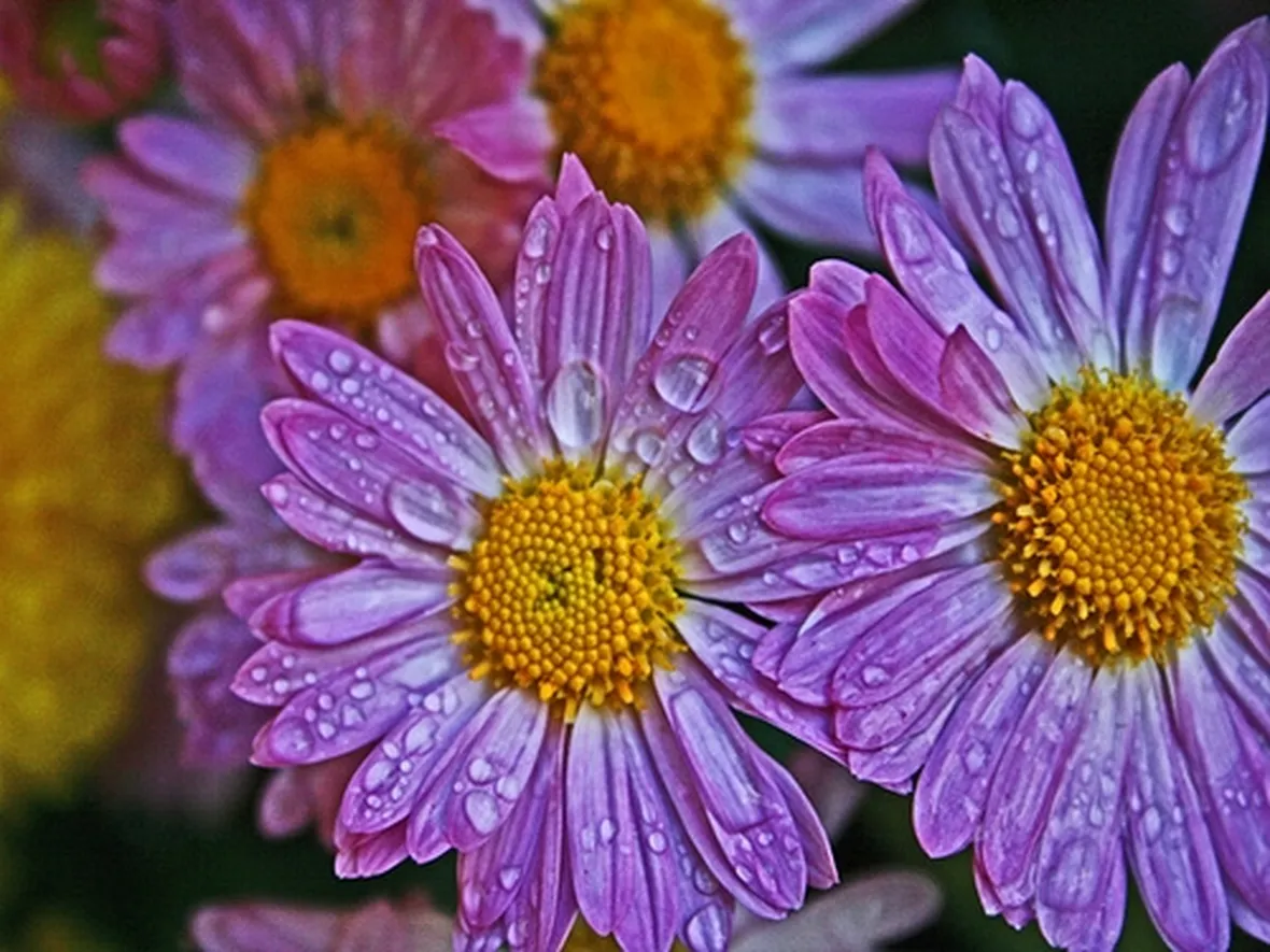 fotografie fiori