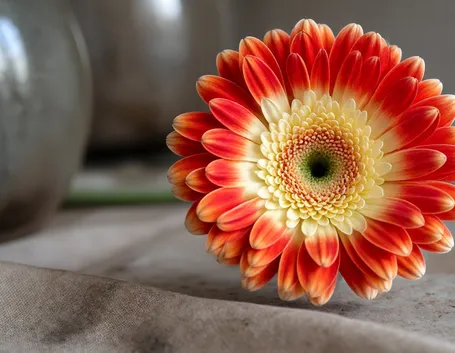 gerbere arancio-1