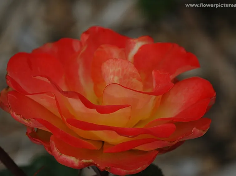 gerbere arancio-1