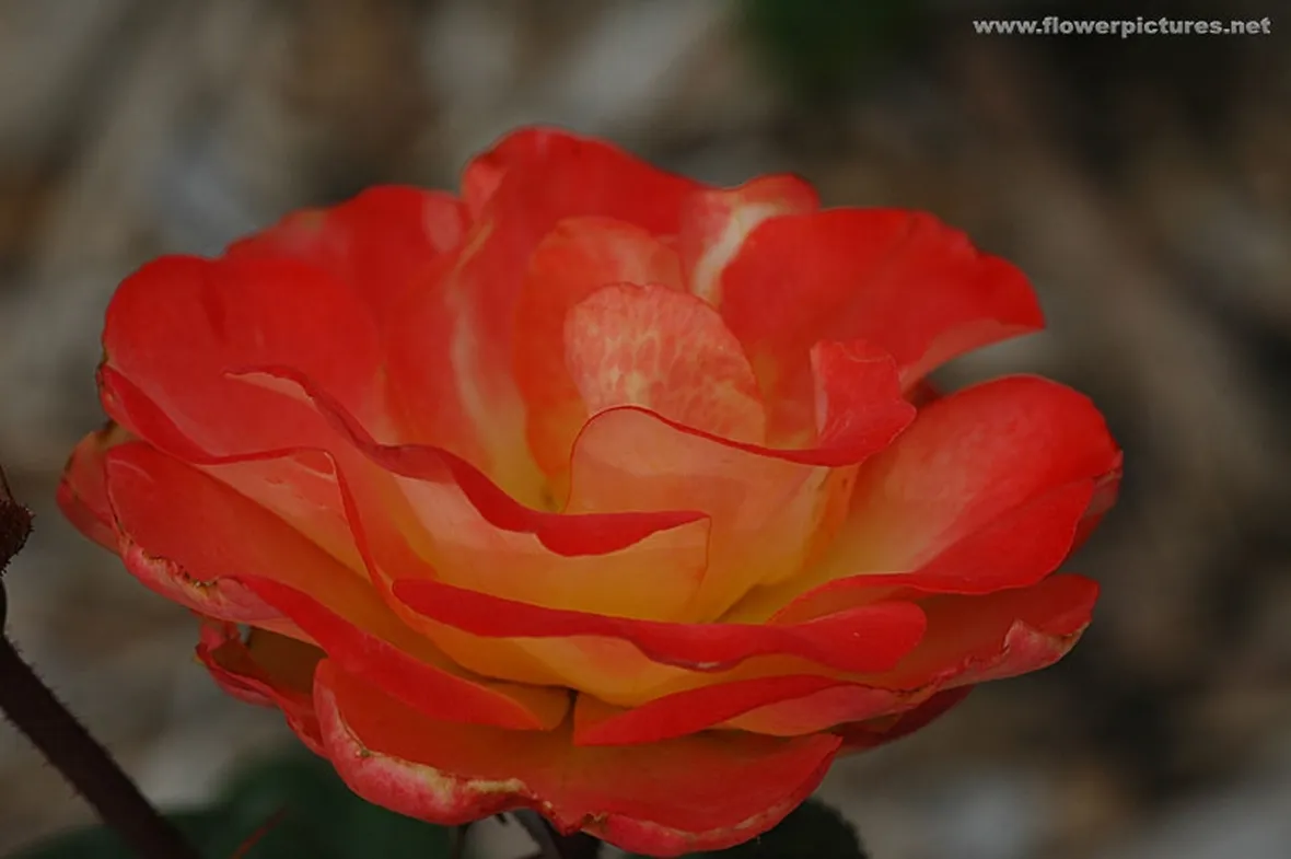 gerbere arancio-1