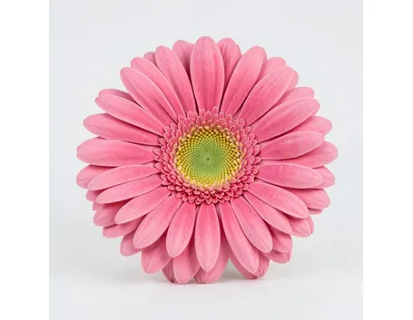 gerbere rosa-1