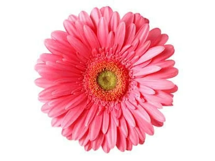 gerbere rosa-1