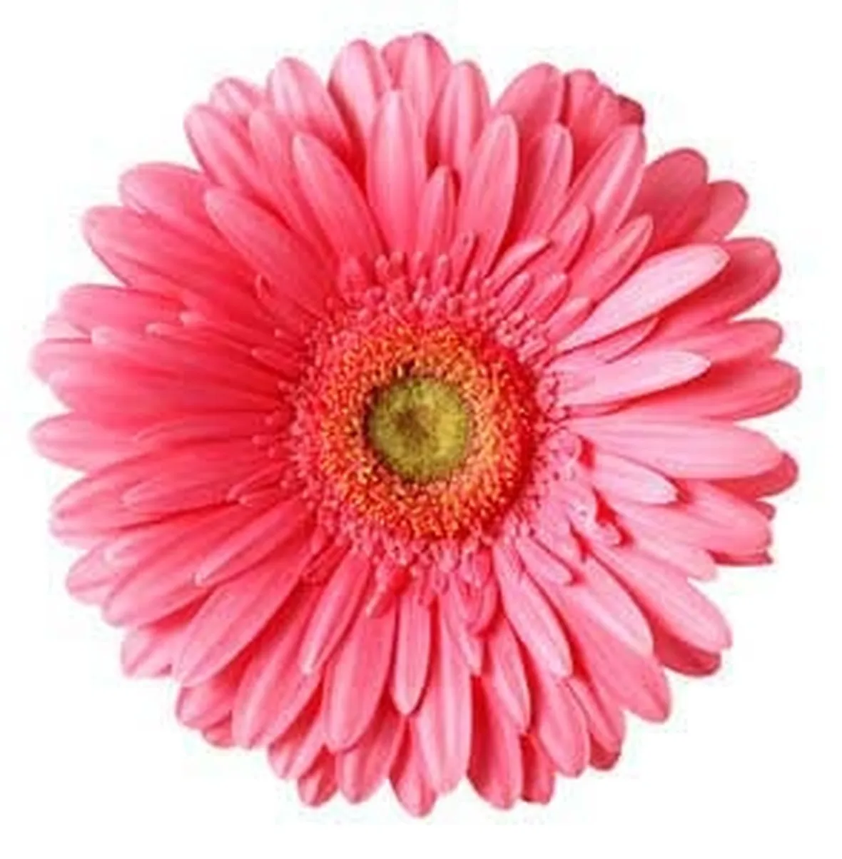 gerbere rosa-1