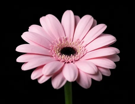 gerbere rosa