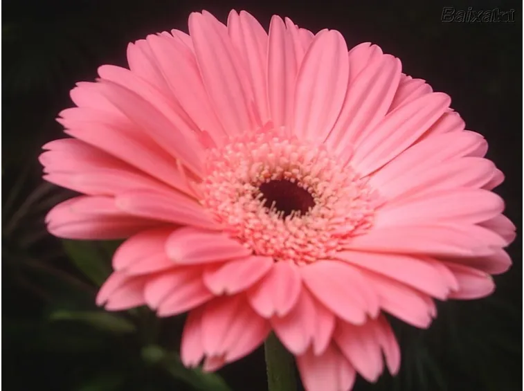 gerbere rosa