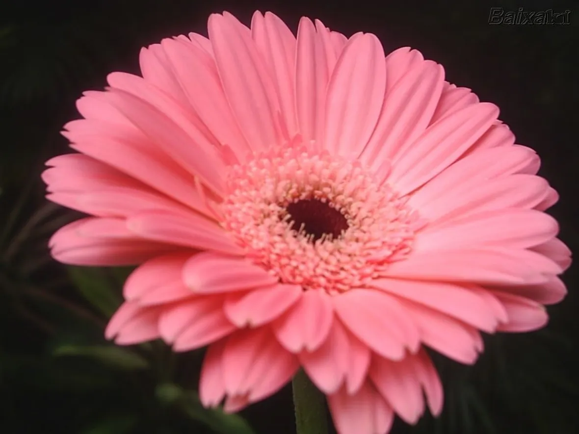 gerbere rosa