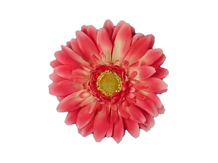gerbere rosse-1