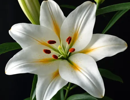 giglio il fiore