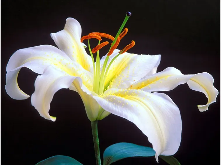 giglio il fiore