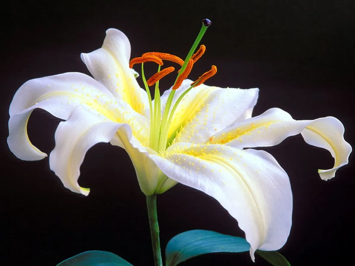 giglio il fiore