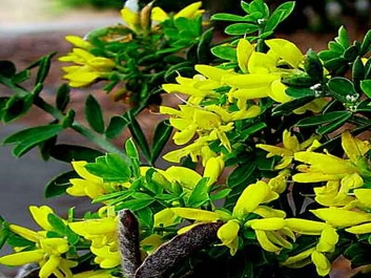 Ginestra-11