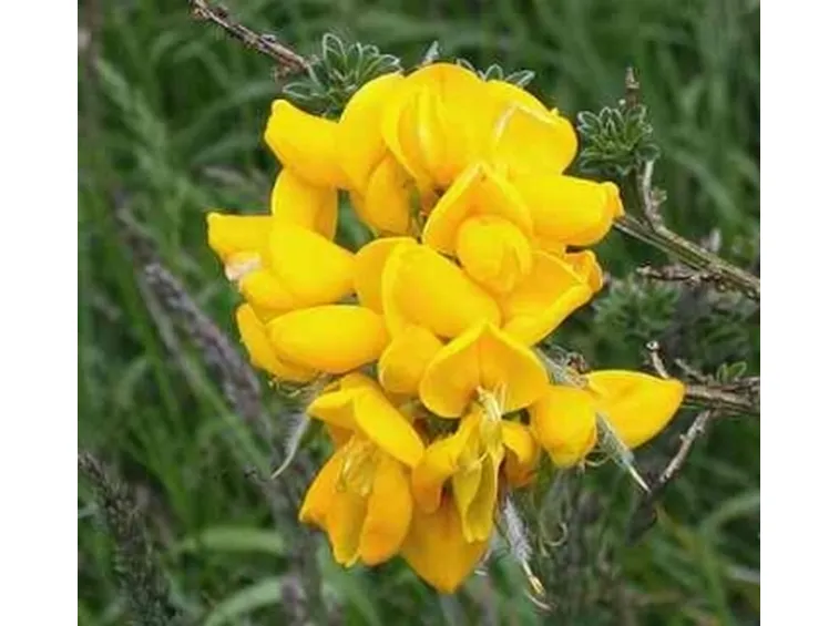 Ginestra-12