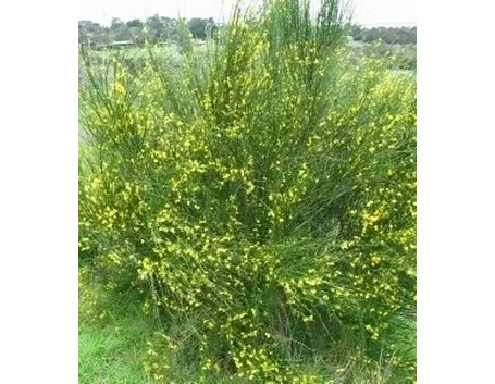 Ginestra-13