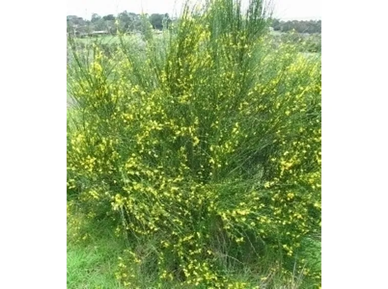 Ginestra-13
