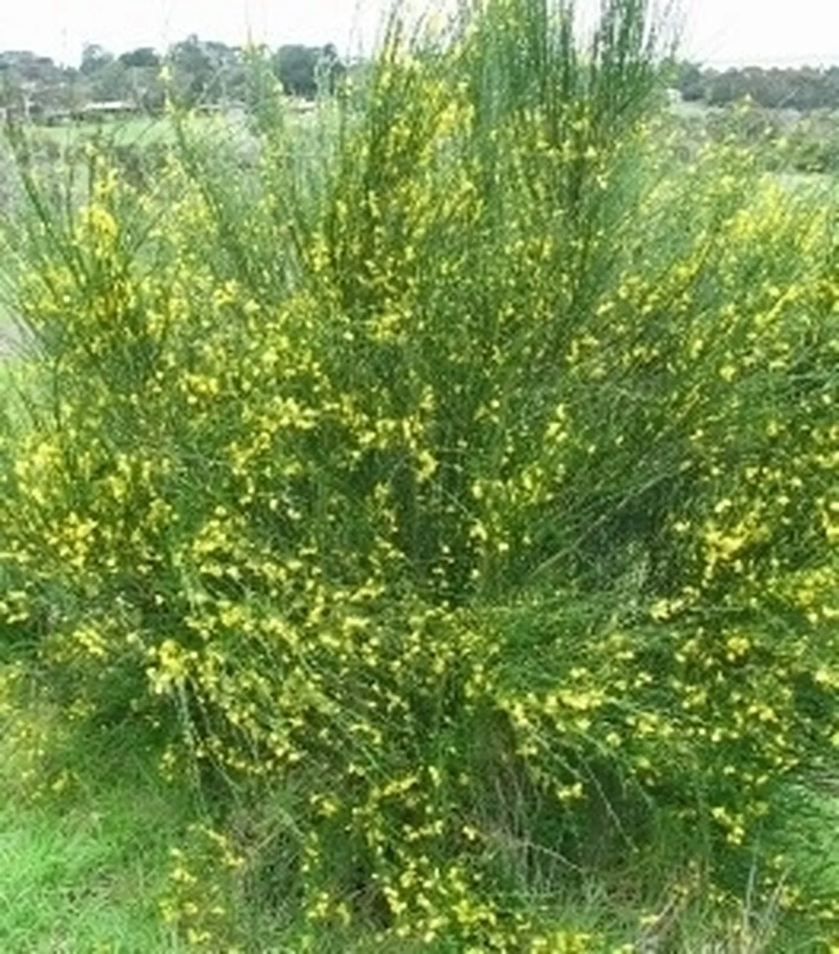Ginestra-13