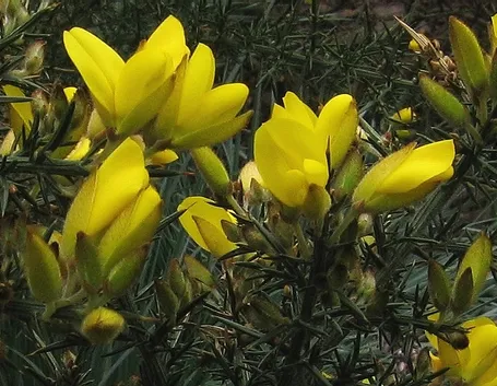 Ginestra-20