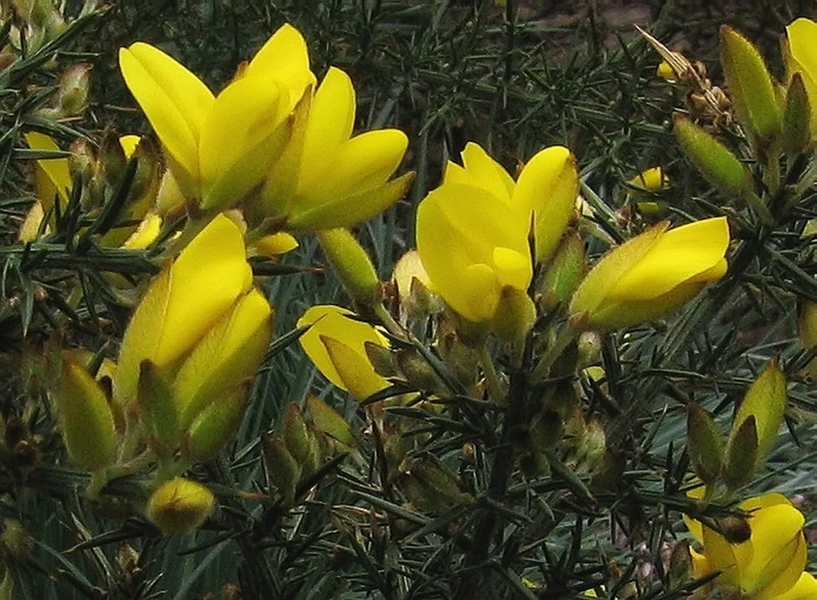 Ginestra-20