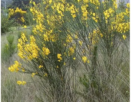 Ginestra-22