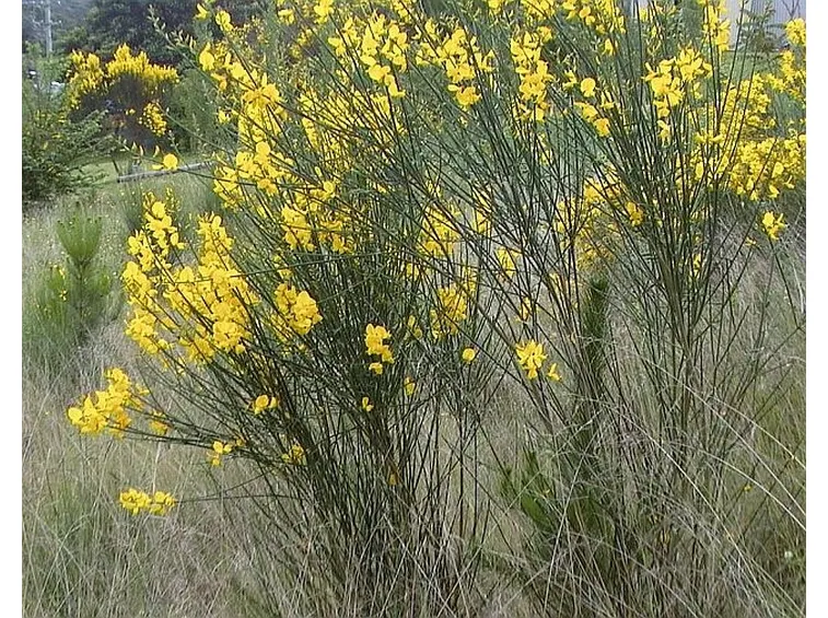 Ginestra-22