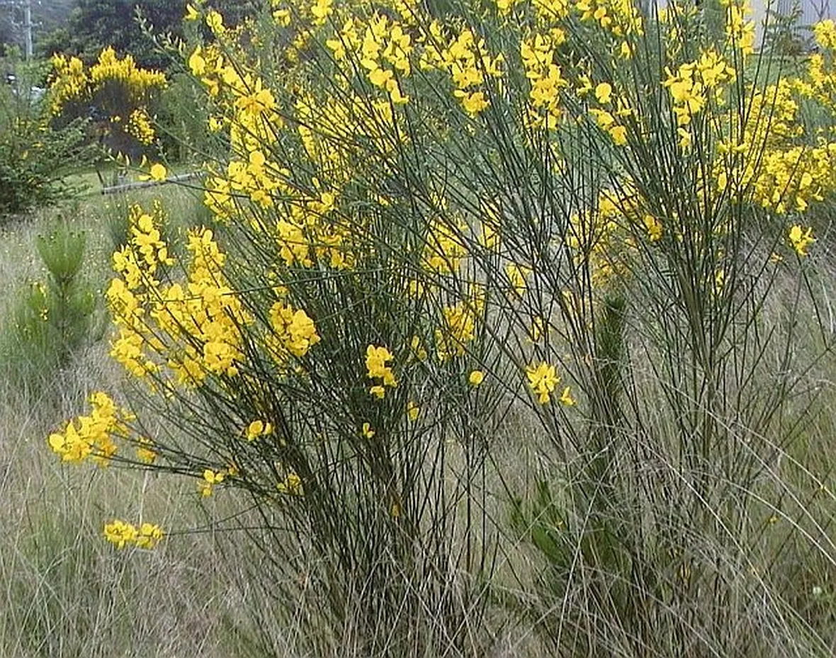 Ginestra-22