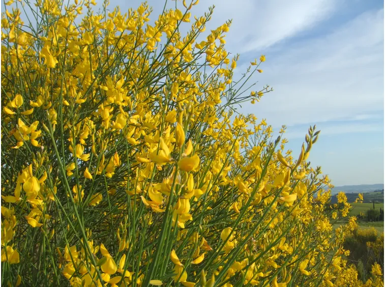 Ginestra-25