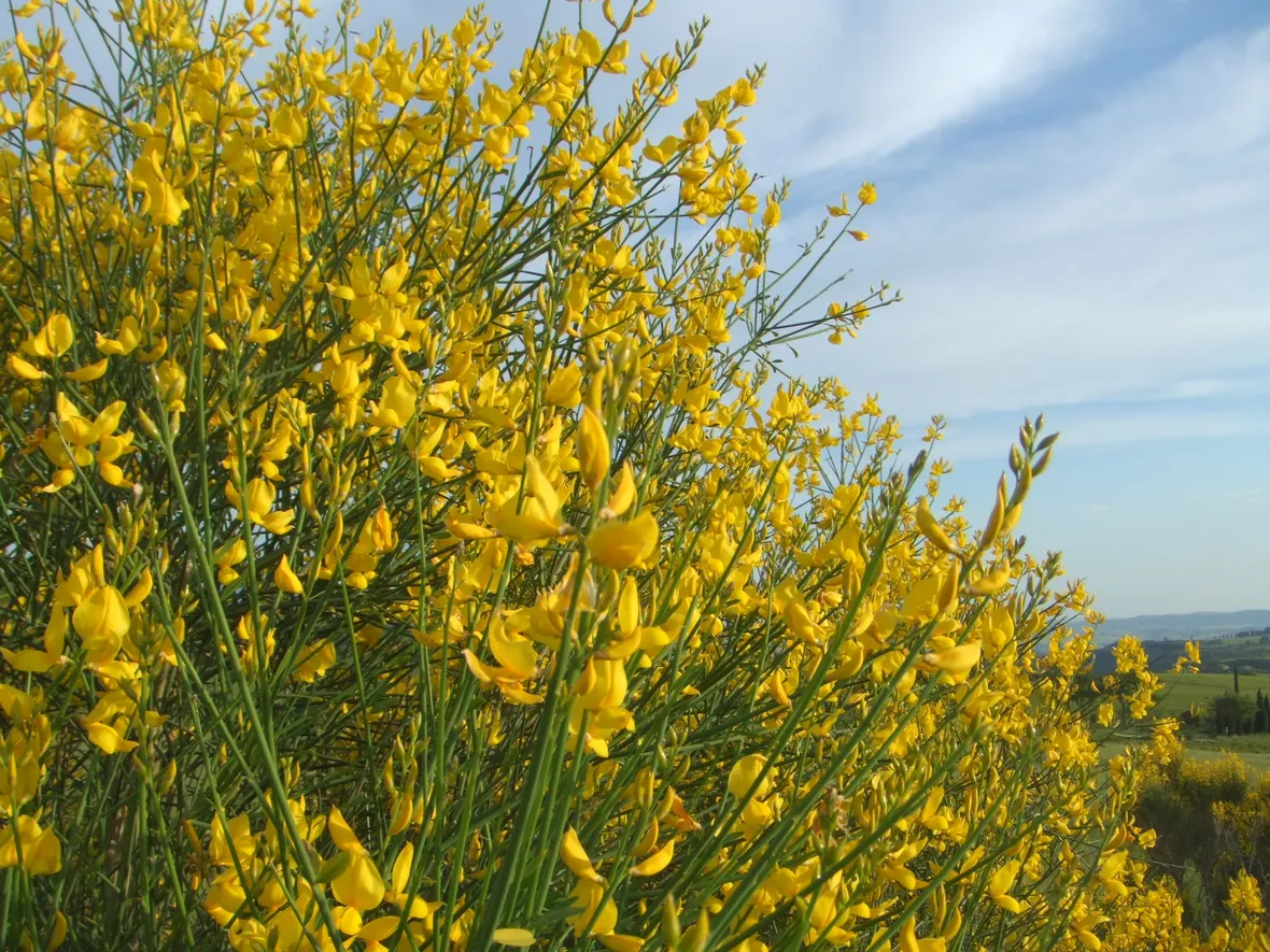 Ginestra-25
