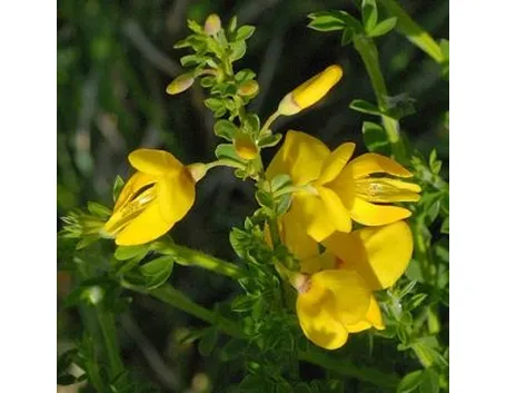 Ginestra-8