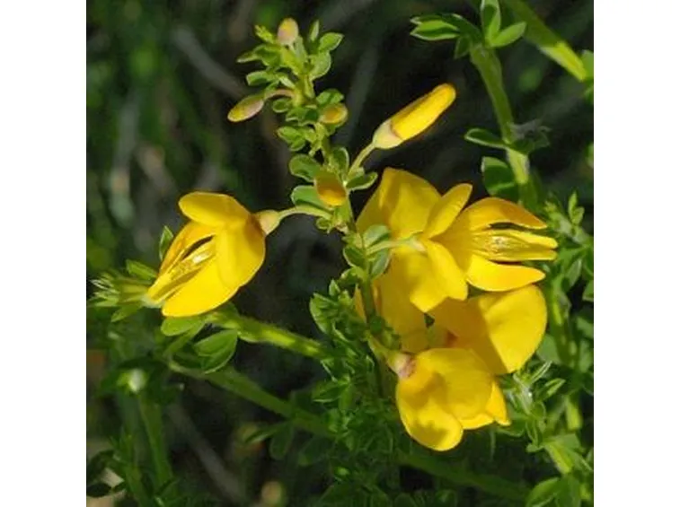 Ginestra-8